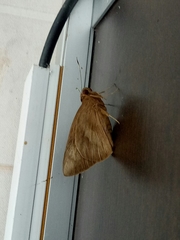 Erionota thrax