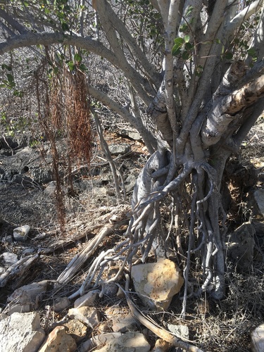 Ficus humbertii image