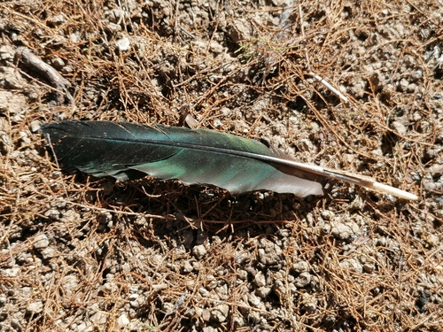 Plume de Ibis falcinelle