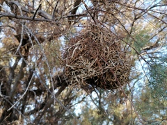 Ploceus melanocephalus