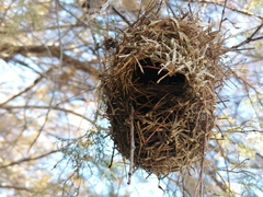 Ploceus melanocephalus