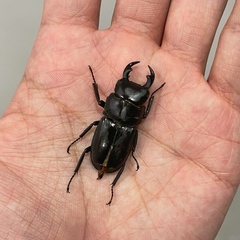 Dorcus