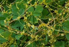 Cuscuta campestris