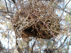 Ploceus melanocephalus