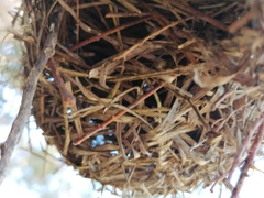 Ploceus melanocephalus