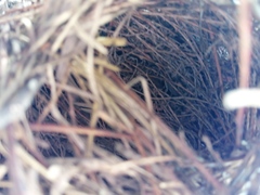 Ploceus melanocephalus