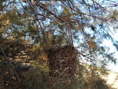 Ploceus melanocephalus