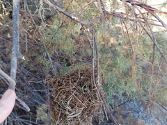 Ploceus melanocephalus