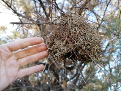 Ploceus melanocephalus