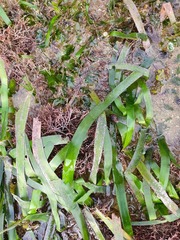 Thalassia hemprichii