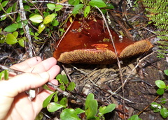 Phylloporus pelletieri