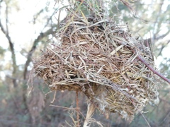 Ploceus melanocephalus