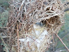 Ploceus melanocephalus