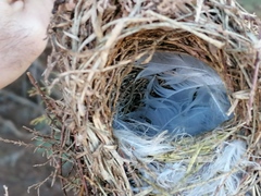 Ploceus melanocephalus