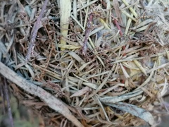 Ploceus melanocephalus