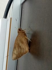 Erionota thrax