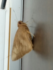 Erionota thrax