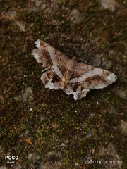Chiasmia nora