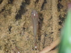 Aplocheilus