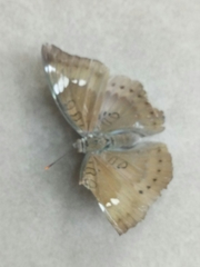 Euthalia aconthea