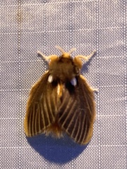 Megalopyge basalis