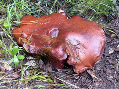 Phylloporus pelletieri