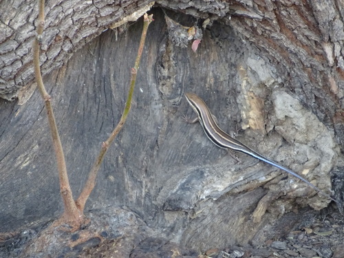 African Five-lined Skink