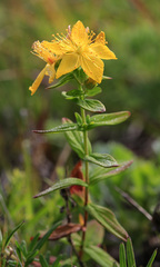 Hypericum attenuatum
