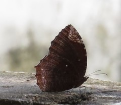 Elymnias hypermnestra