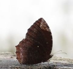 Elymnias hypermnestra