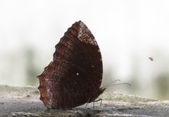 Elymnias hypermnestra