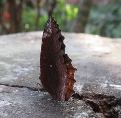 Elymnias hypermnestra