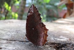 Elymnias hypermnestra