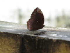 Elymnias hypermnestra