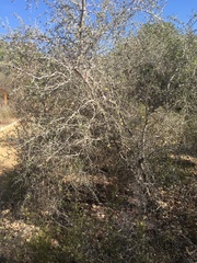 Ximenia