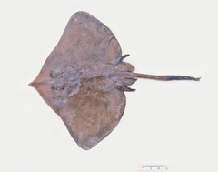 Dipturus grahamorum