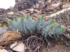 Euphorbia rigida
