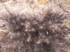 Astragalus nebrodensis