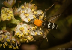 Demonax chrysoderes
