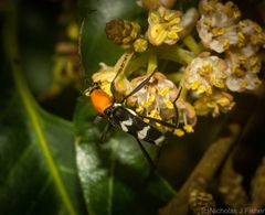 Demonax chrysoderes