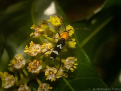 Demonax chrysoderes