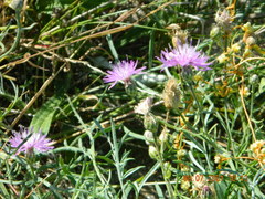 Centaurea odessana