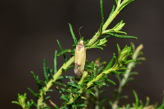 Microbela epicona