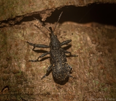 Isacantha rhinotioides