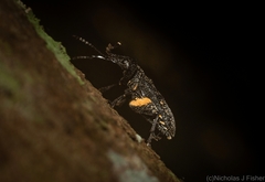 Isacantha rhinotioides