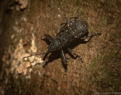 Isacantha rhinotioides