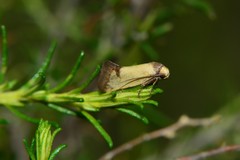 Microbela epicona