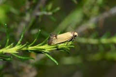 Microbela epicona