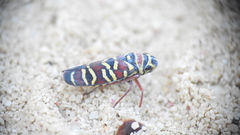 Agrosoma placetis