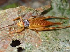 Phaloriinae
